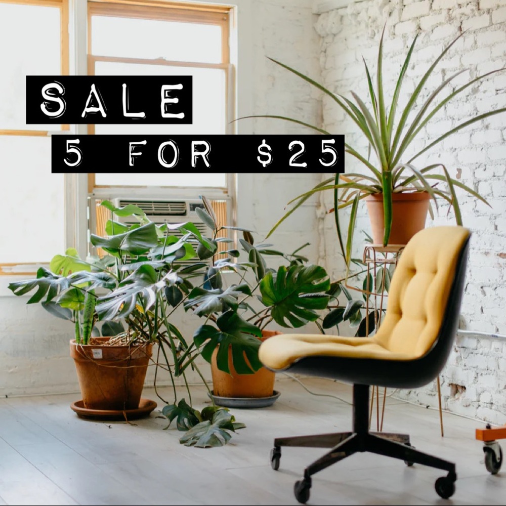 🪴5/$25🪴   SALE